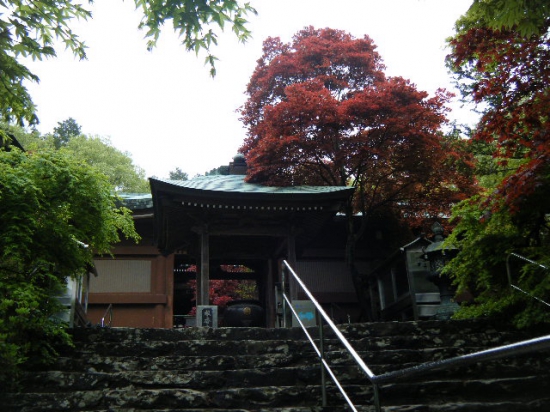 白峰寺もそうでしたが、草花好きの自分にとっては、この佇まい・・・・良い（＾＾）