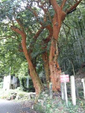 びらんじゅ。　今で言うなら、母君 来寺記念植樹ですね。