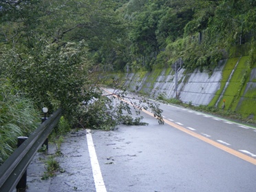 これより大きな木が山側（右側）から倒れているところも。 