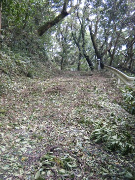 参道は、見た目山道かと思ってしまうほど。