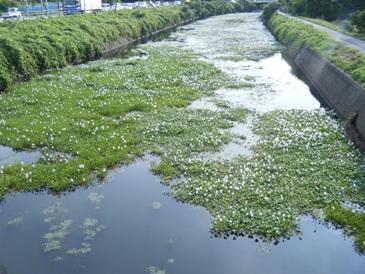 禅師峰寺ももうすぐのところで、？？？何かむかし今治で見た光景が・・・ホテイアオイが咲いている。