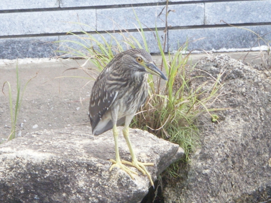 お迎え・・・ゴイサギさん？ ほんと逃げないね。