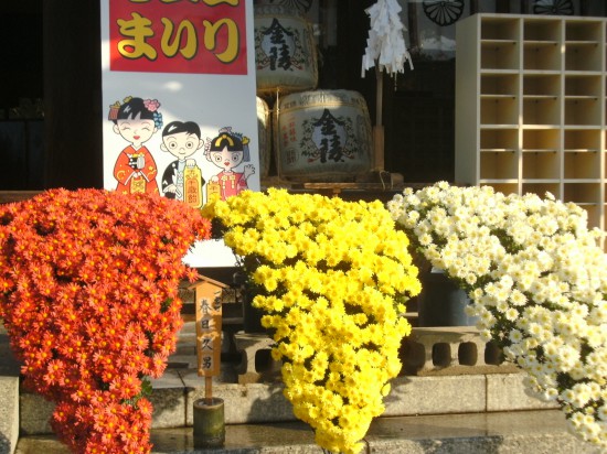 讃岐の国一ﾉ宮、田村神社の見事な菊