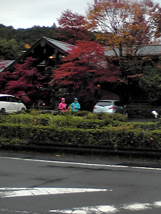 小雨になった道の駅あぐり窪川の前の紅葉が綺麗だった。