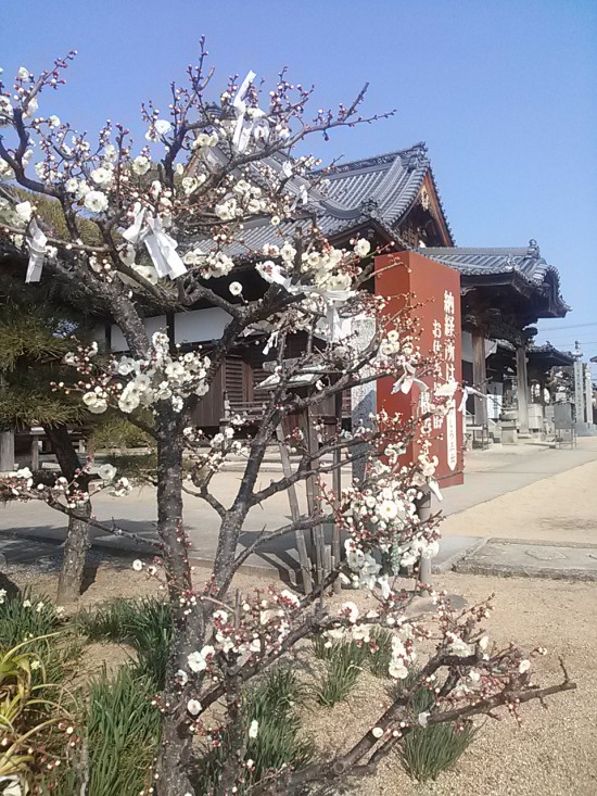 87番長尾寺の剃髪塚の横の梅。良い香りでした。