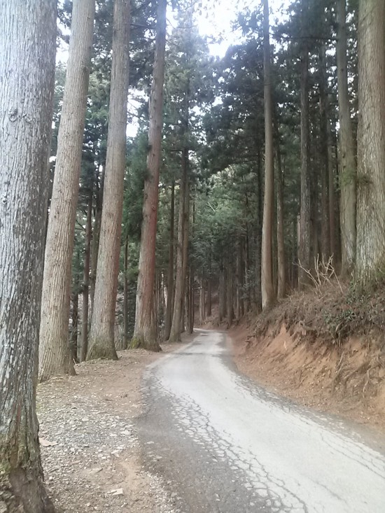 雲辺寺の参道。この日はまだ寒かったですよ。