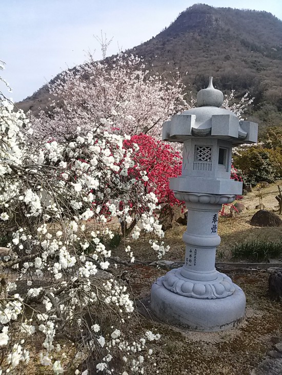 出釈迦寺の参道も花盛りで、見事でした。