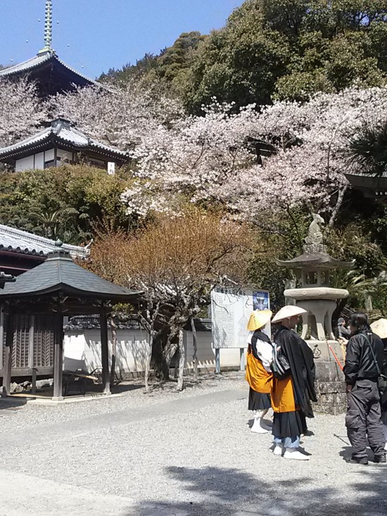切幡寺の本堂前で準備中。さくらが盛りは過ぎたがまだ咲いている。