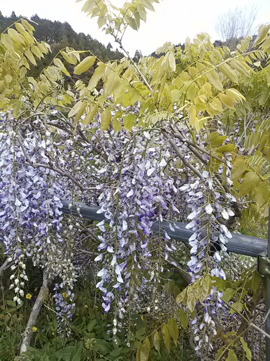 延光寺の駐車場の奥に咲いていた藤の花。見事でしたよ。境内の藤棚はまだちょっと先のようです。