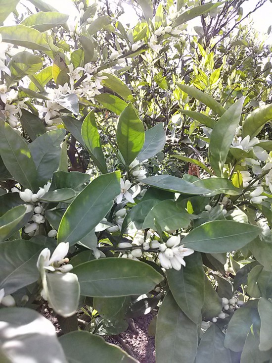 鶴林寺道のみかんの花。ここらはみかん畑がいっぱい!