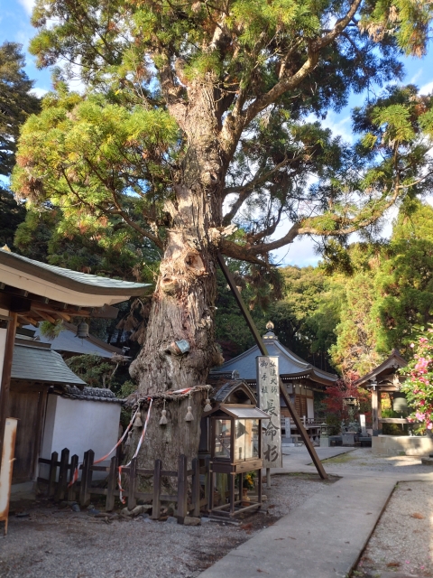 第２番「極楽寺」の「長命杉」