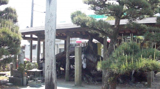 別格12番延命寺、千枚通のいざり松w＾＾