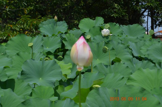極楽浄土はかくありきや？と思わせるような綺麗なお花でした。