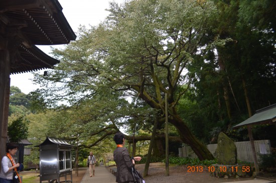 樹齢三千四百年の桜