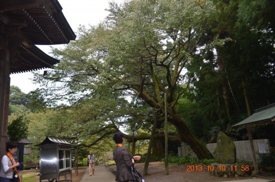 樹齢三千四百年の桜