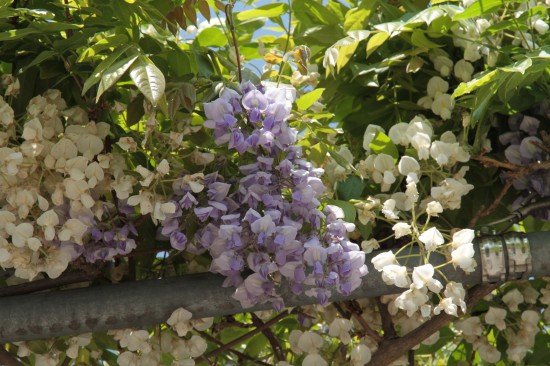 5月と言えば　藤の花?＼(^O^)／