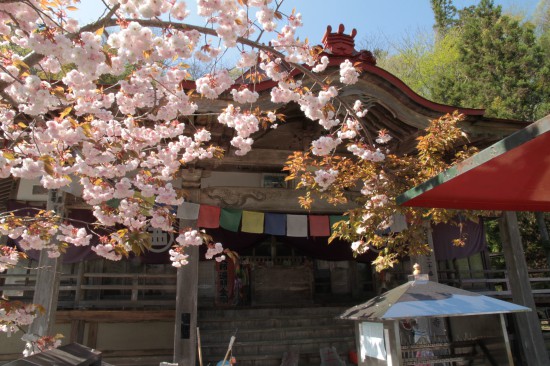 別格20番大滝寺　本堂と八重桜
