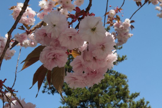 八重桜　満開でした！