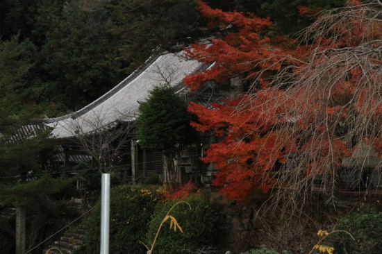 本堂を横から見る　右手の紅葉が綺麗です