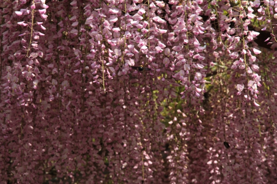 童学寺の藤の花
