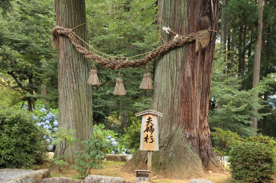 夫婦杉　夫婦の絆が・・・・