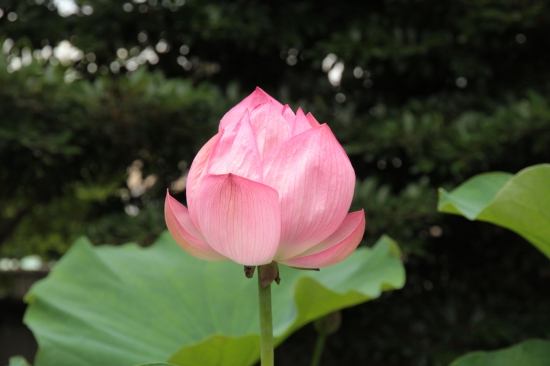 蓮の花　開花1日目か2日目か？