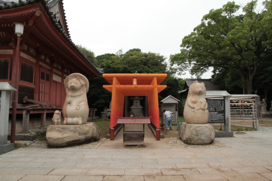 屋島のタヌキ！