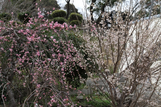金比羅さん　参道の梅と桜