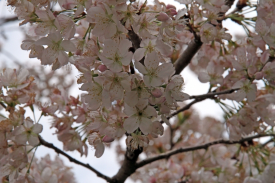 善通寺の涅槃桜