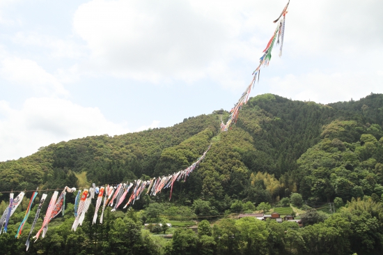 四万十川に泳ぐ鯉のぼり