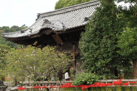 浄土寺山門と曼珠沙華