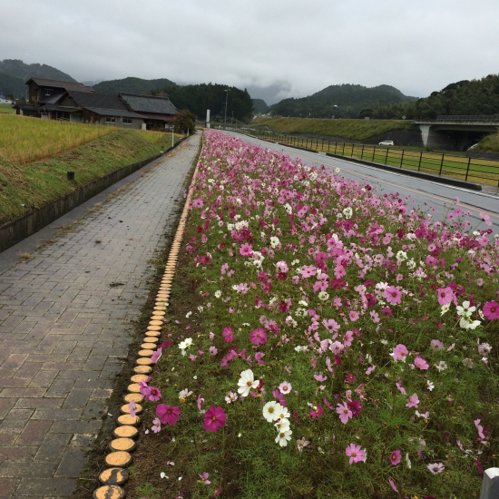 仏木寺近くの歩道沿いに地元の高校生が育てていました。