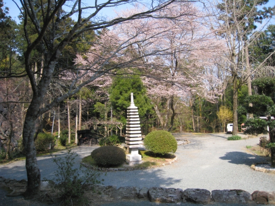 これこれ、春に撮った桜の写真