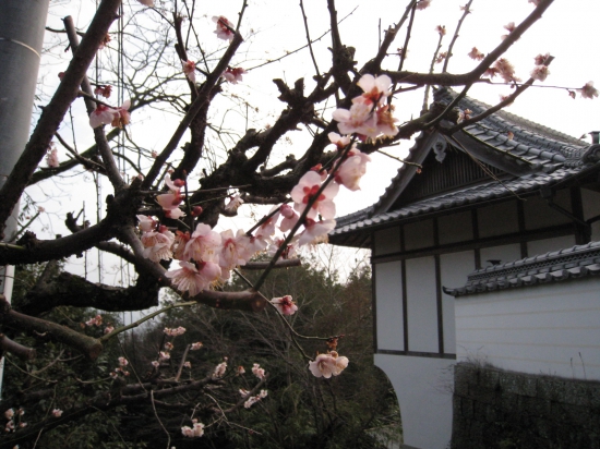 10番札所　切幡寺大塔と梅の花