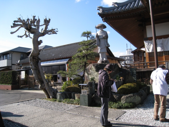 納経所前の「もちの木」昔雷に打たれても倒れなかったという