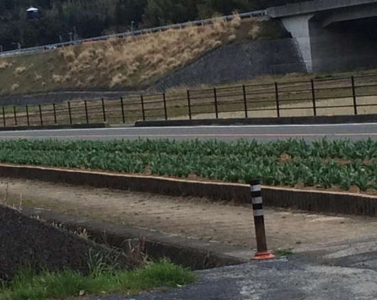 秋桜の後はチューリップです。地元の小学生が植えているようです。