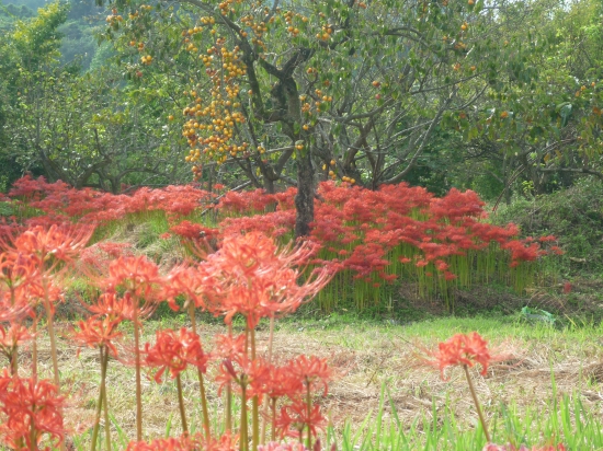 彼岸花と柿････秋ですねぇ。浄瑠璃寺～八坂寺は、「四国の道」と「お遍路道」がありますが、お遍路道が田や畑の中を歩くので自然に触れることができます。