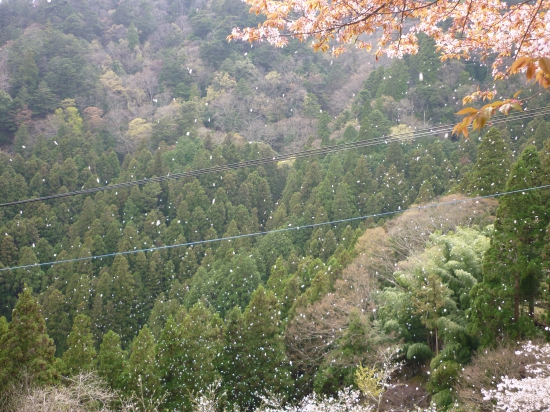 白く見えるのが桜の花びらです。画像の汚れではありません、念のため申し添えます。