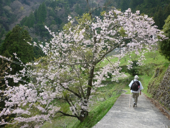 前方の歩きお遍路さん（外国人）は、足を痛めたそうで、途中からお遍路道でなく車道を歩いたそうですが、鍋岩の登山口には仲間より先に着いておられました。車道は距離的には長いはすですが？