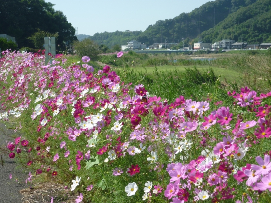 遠くに見える橋からコスモス街道が続きます。