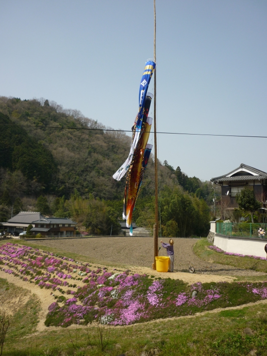 細川家住宅近くで、鯉のぼりの準備をされていました。