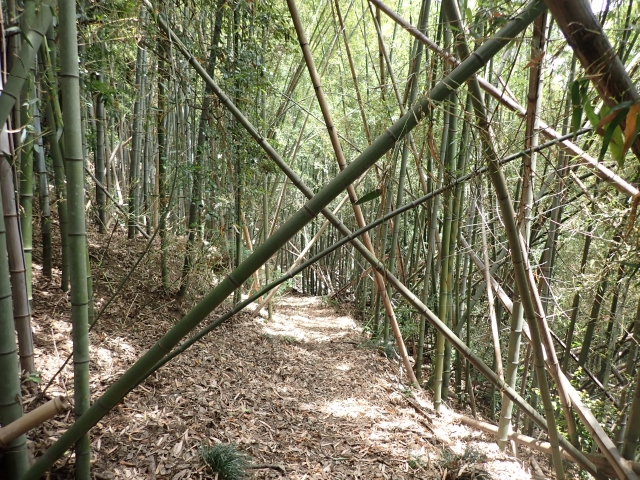 こんな感じの道が続きます。