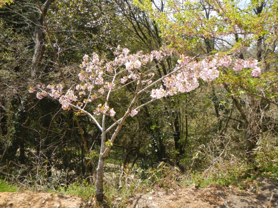 この写真を撮っている時に地元の男性に声をかけられた(*^^*)