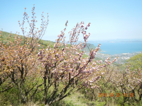 桜の向こうに瀬戸内海が見える♪(*^^*)