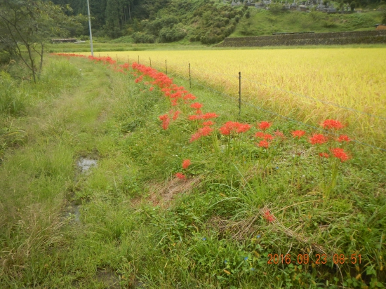 遍路道にて