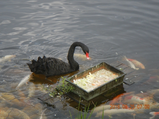 内子運動公園にて