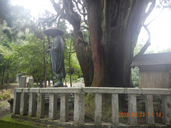 左右内の一本杉