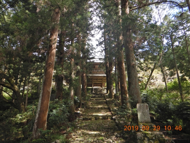 杉の参道  上に見えるのは山門