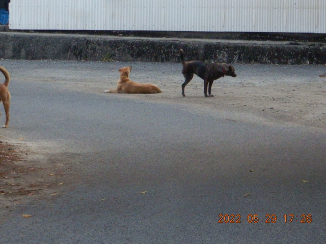 犬が沢山居て❗️怖かった