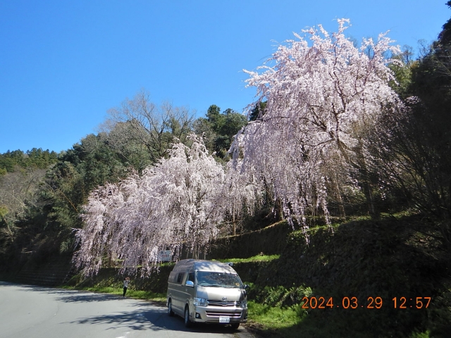 遍路道にて(しだれ桜)